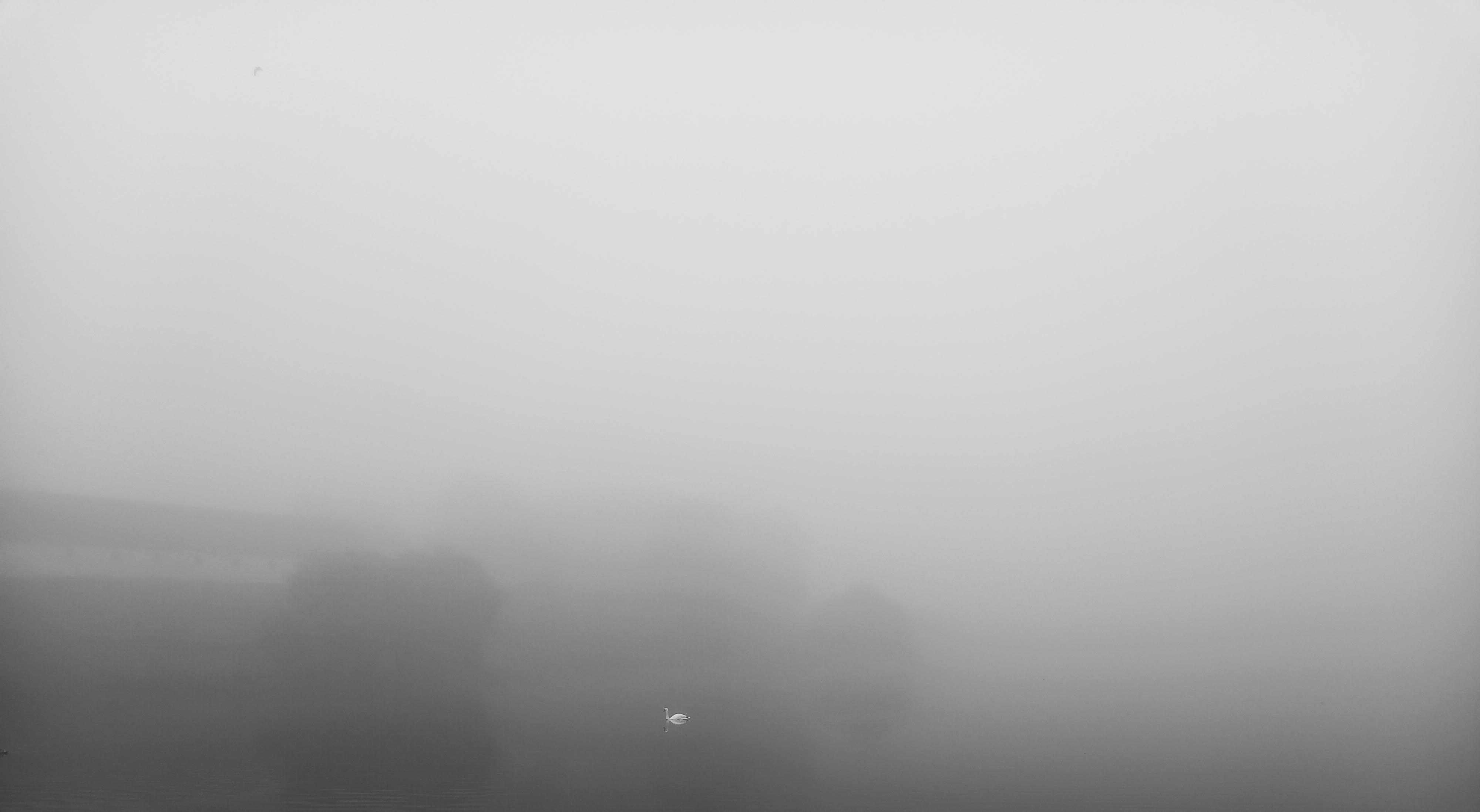 FOG11.jpg