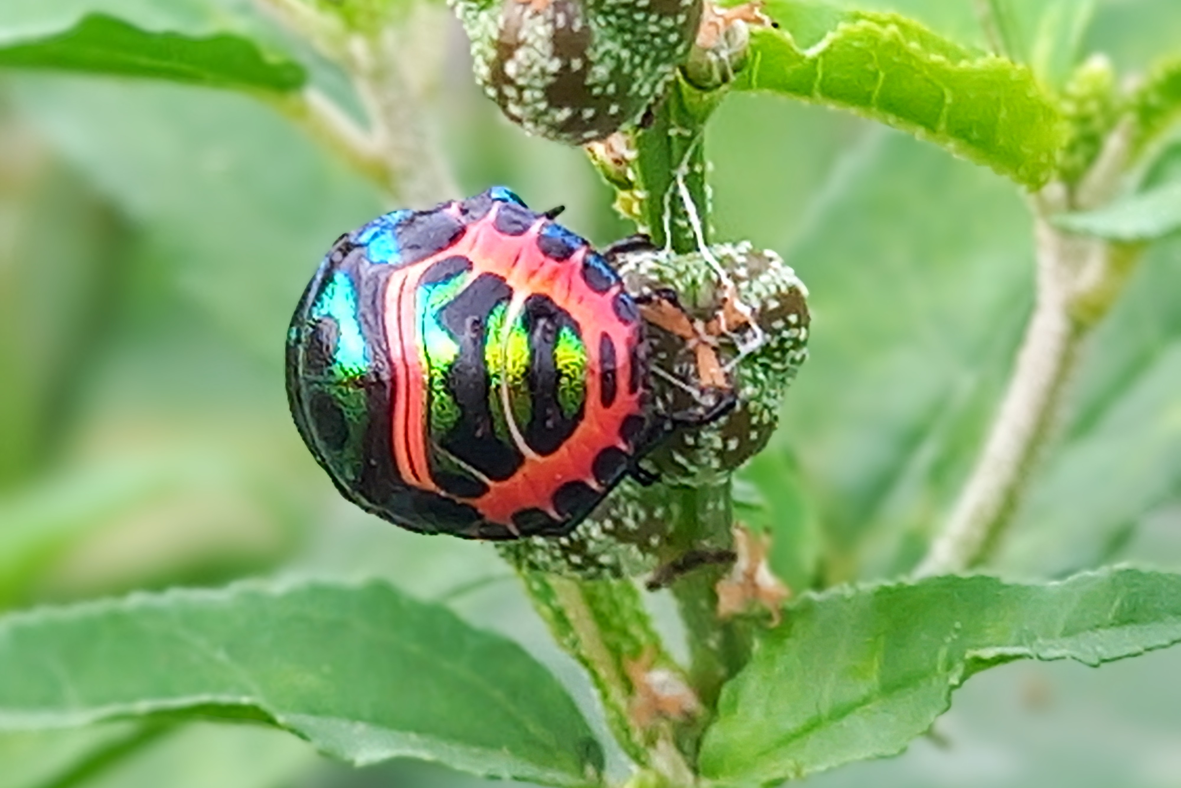 20250725_070848~2.jpg