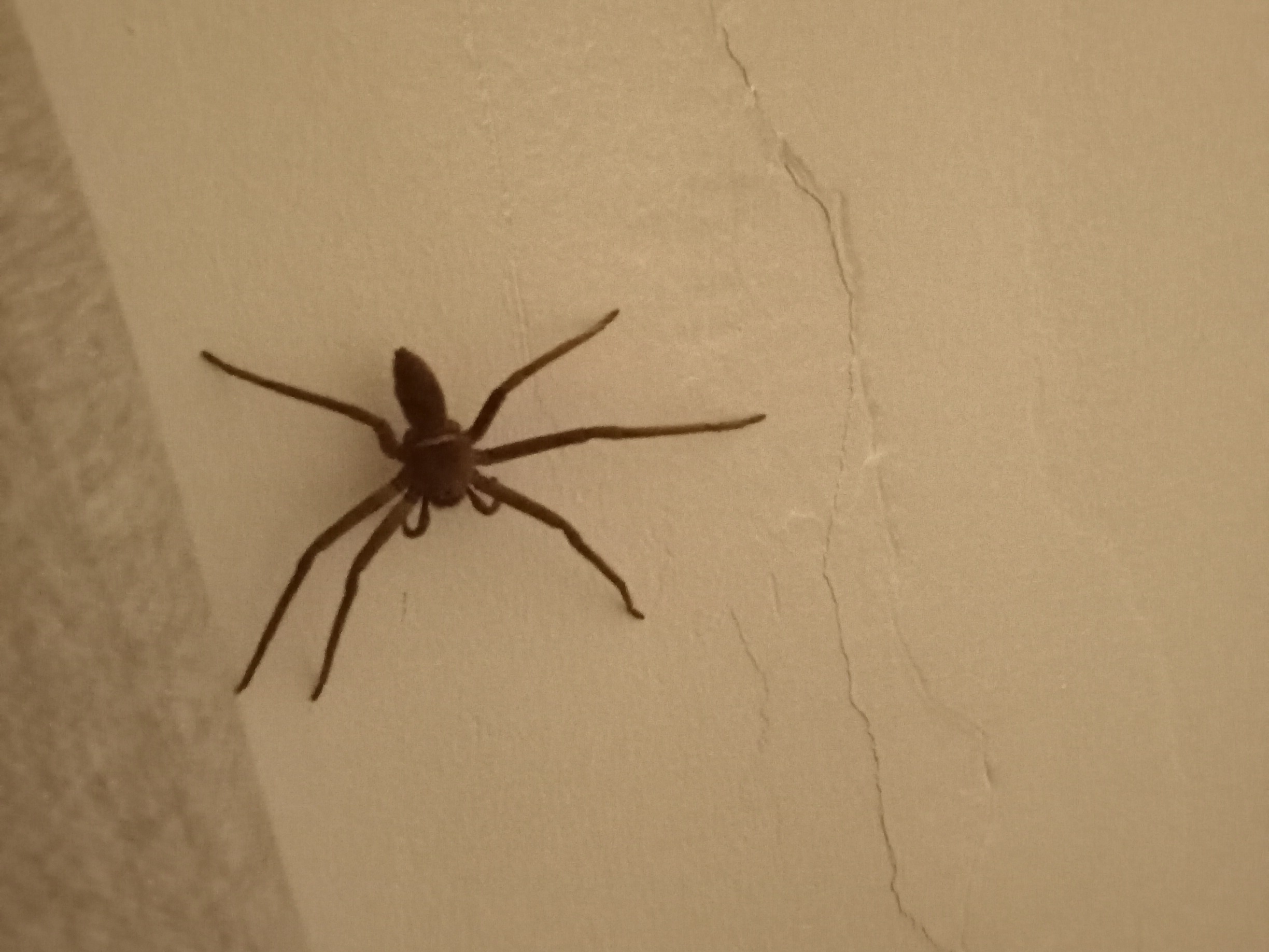 spider4.JPG