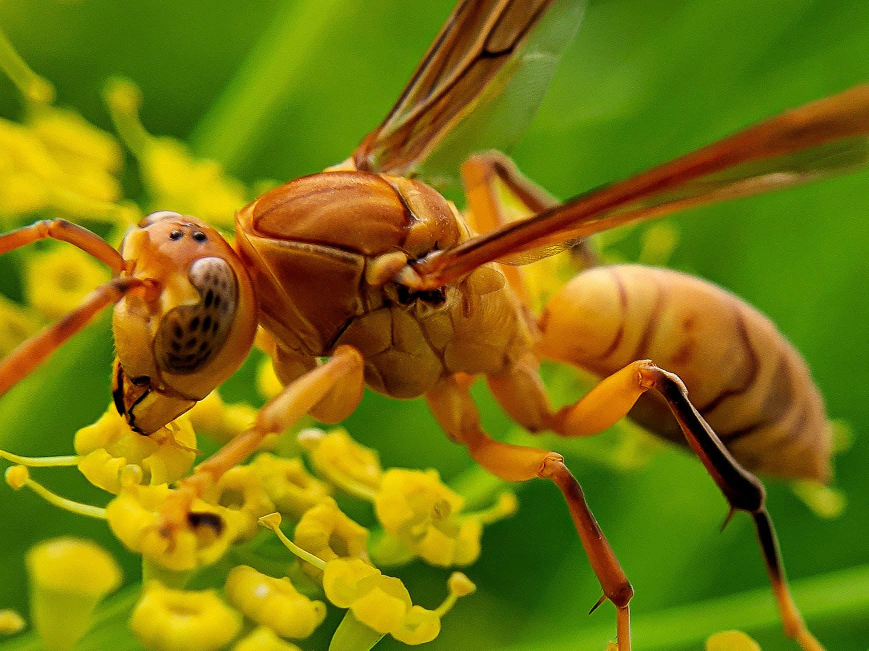 Yellow Wasp (2).jpg