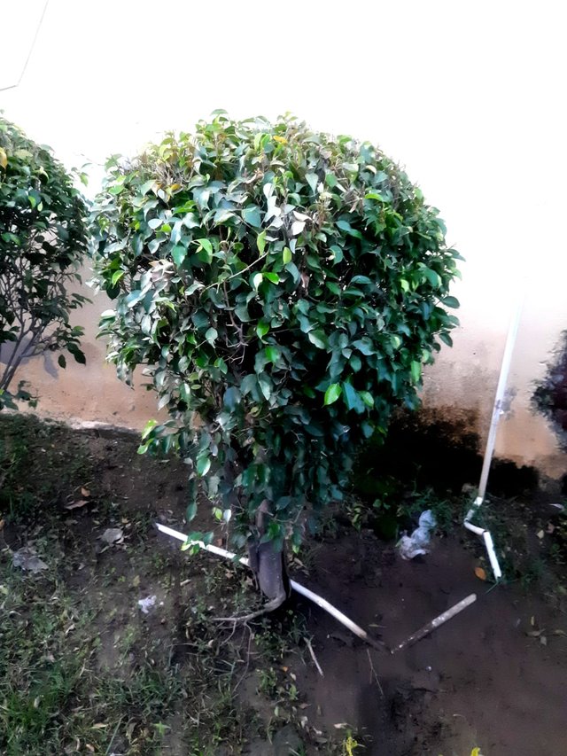 Algerian ivy plant 2.jpg