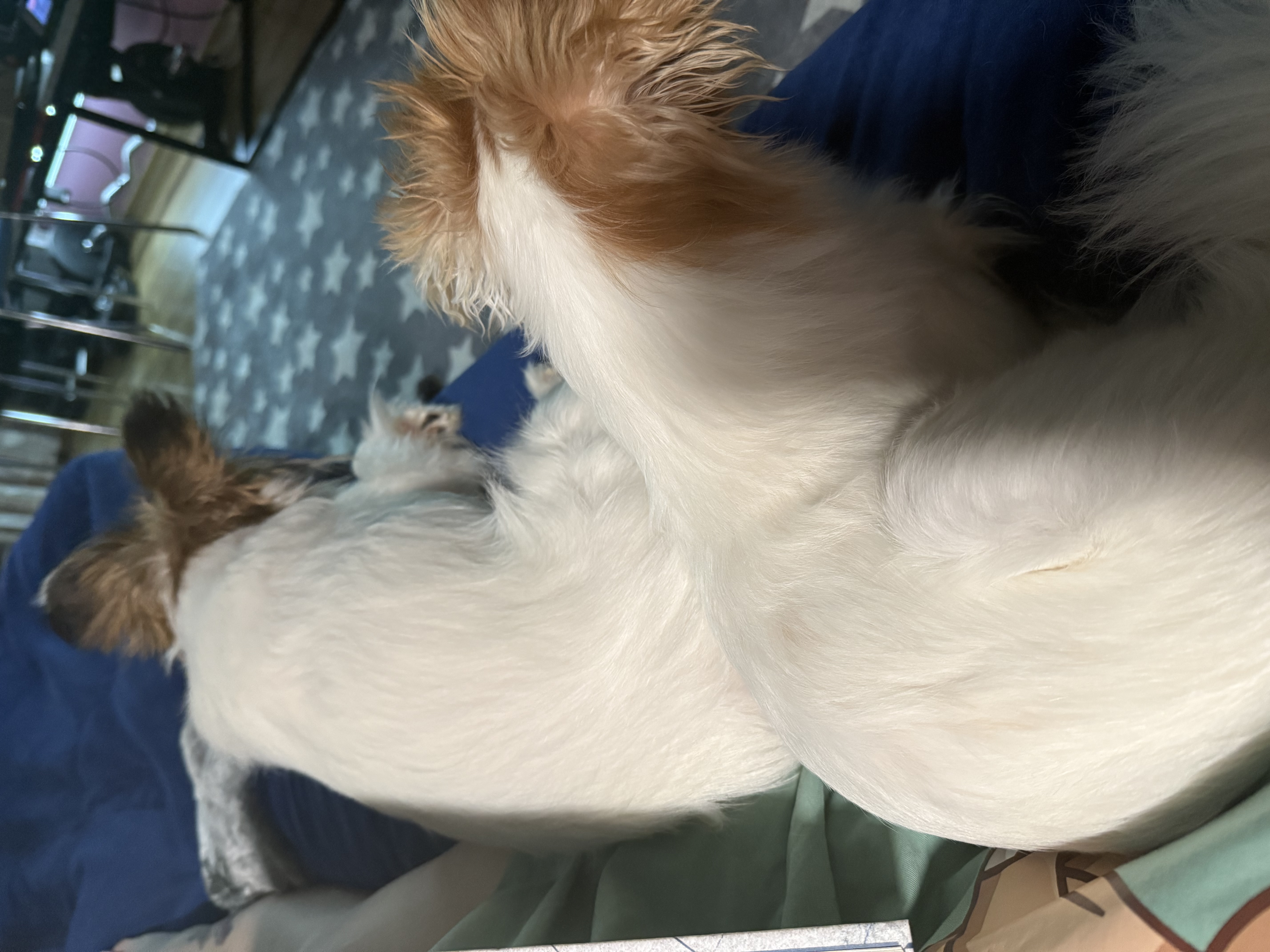 IMG_0354.jpeg