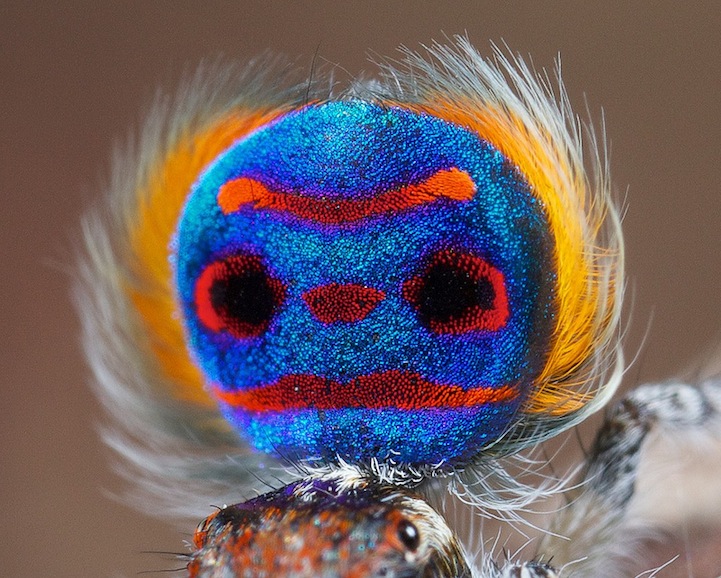 peacock-spider_Maratus-volans_pauk-pavlin_5.jpeg