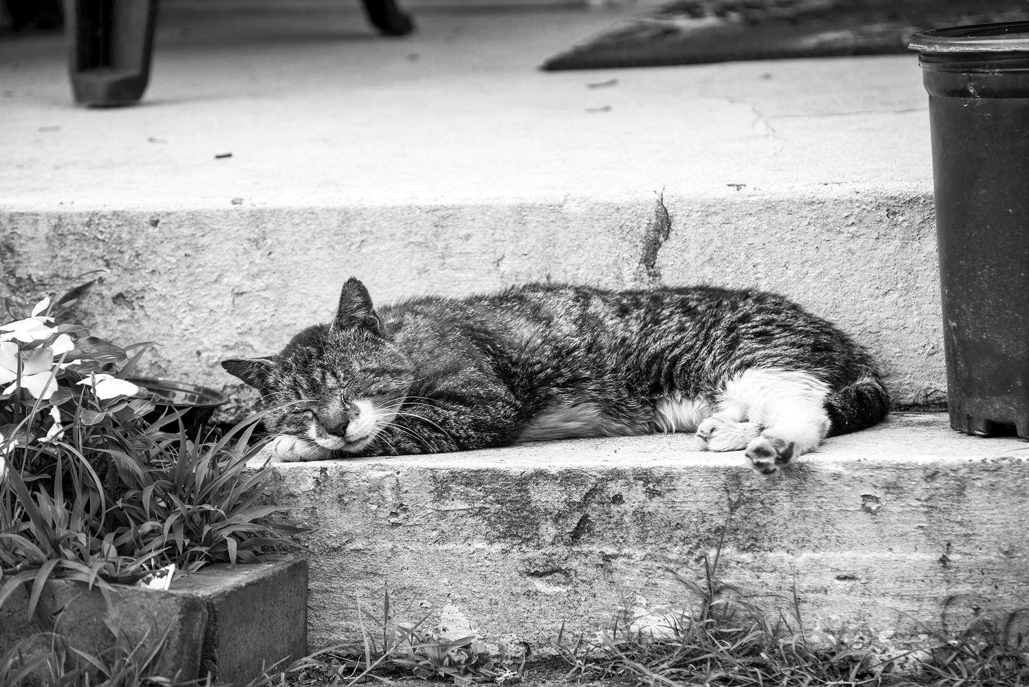 Porch Cat s.jpg