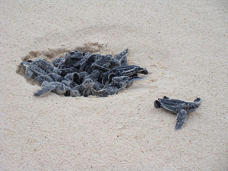 2_Leatherback_Turtle_eggs_hatching_Author_E.Peterson.jpg