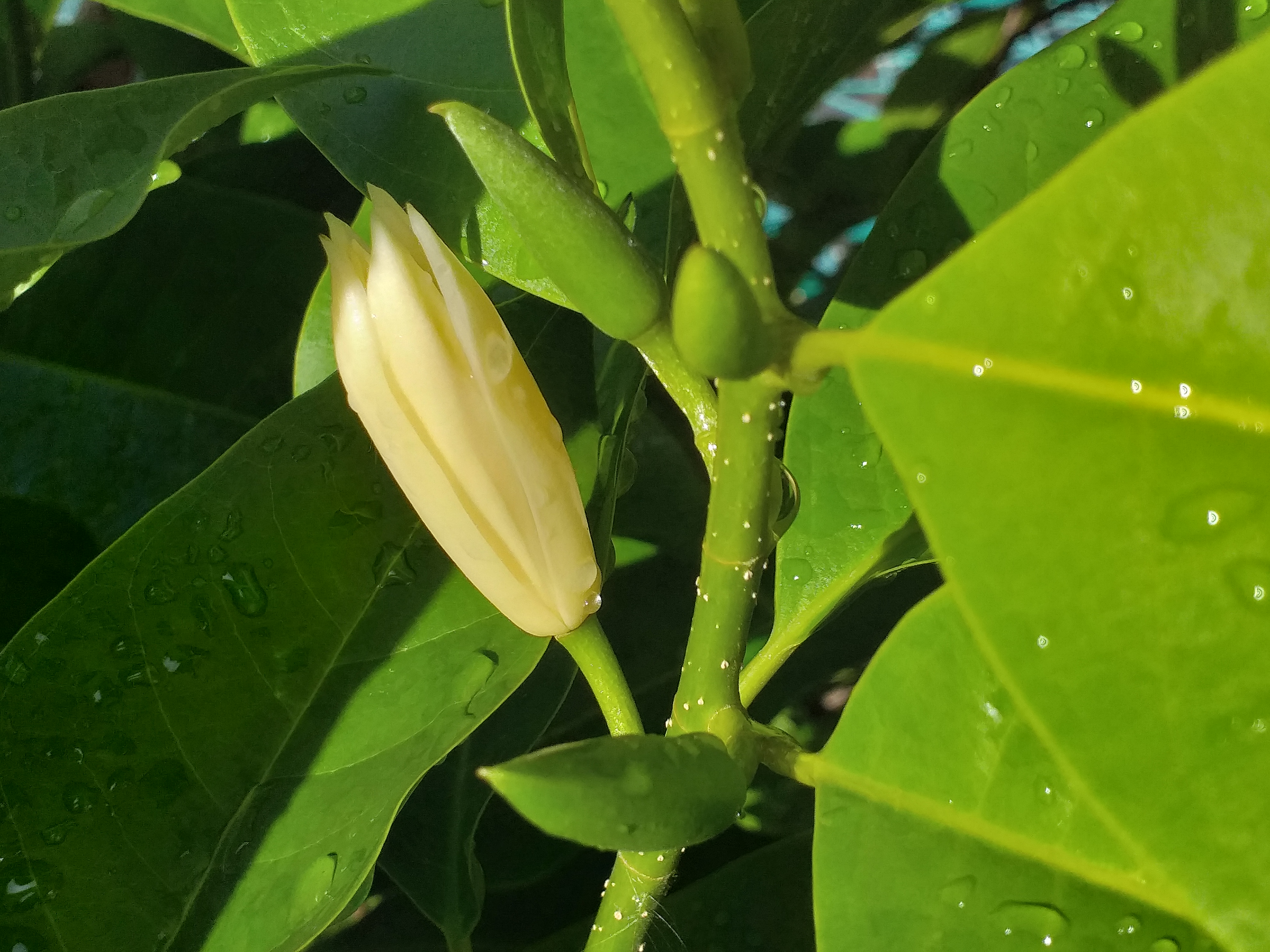 white flower18.jpg