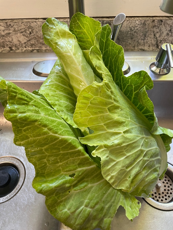 hivegarden-harvesting-cabbage-3.jpg