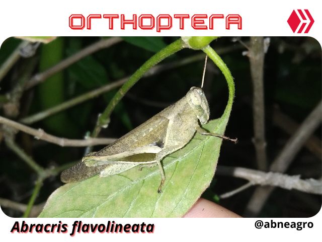 Automeris cf. jucunda (3).png
