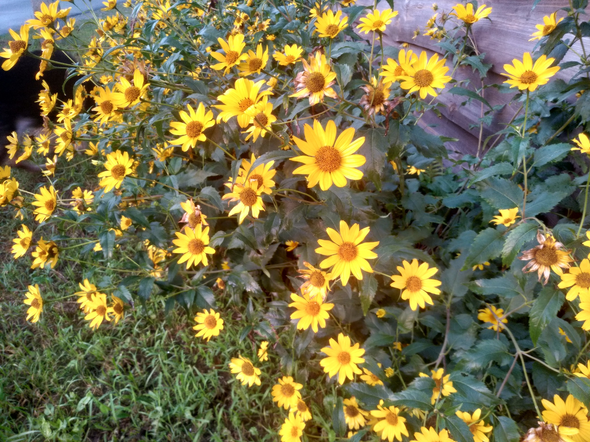 IMG_7788.jpeg