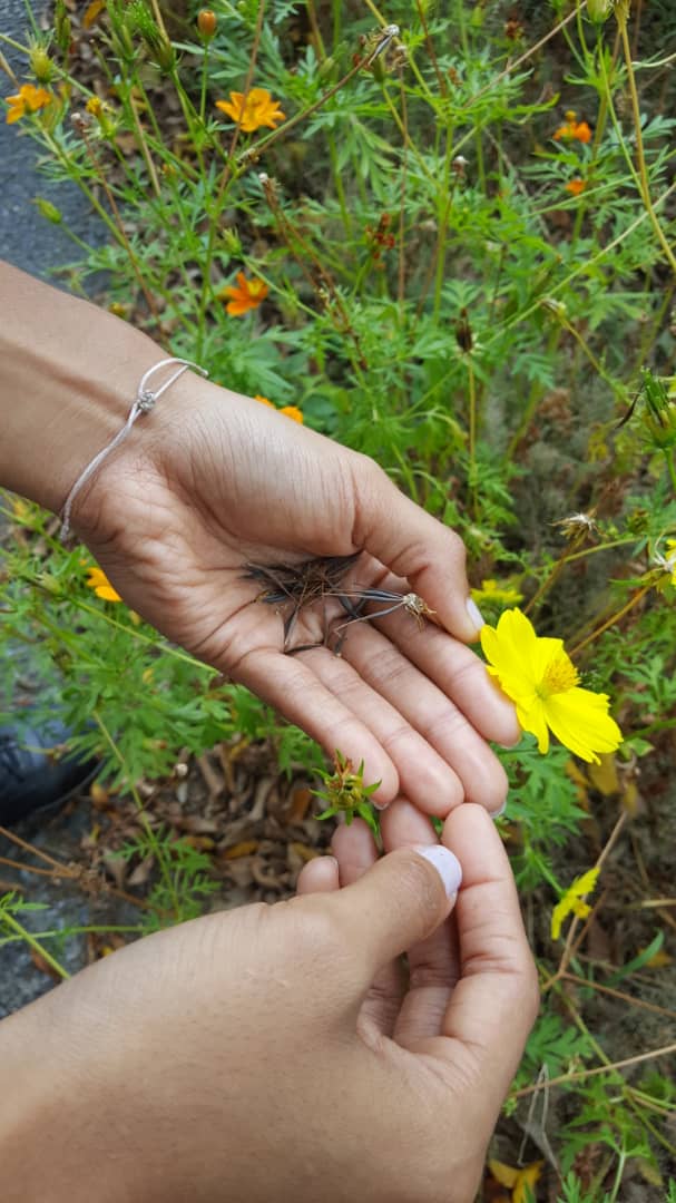 flor amarilla 1.jpg