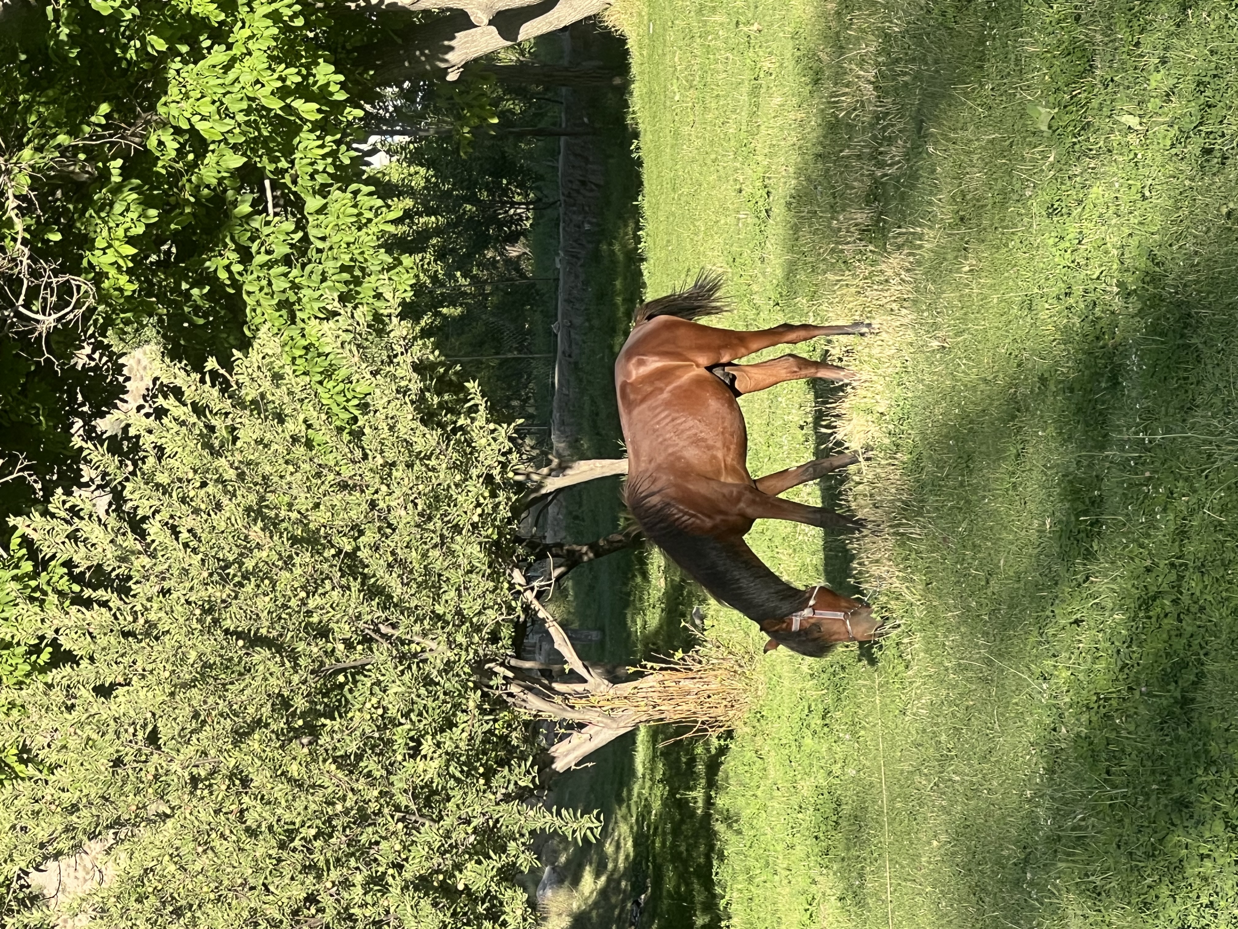 IMG_4300.jpeg