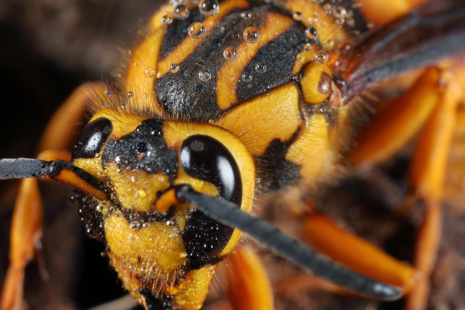 Yellow Jacket Macro.jpg