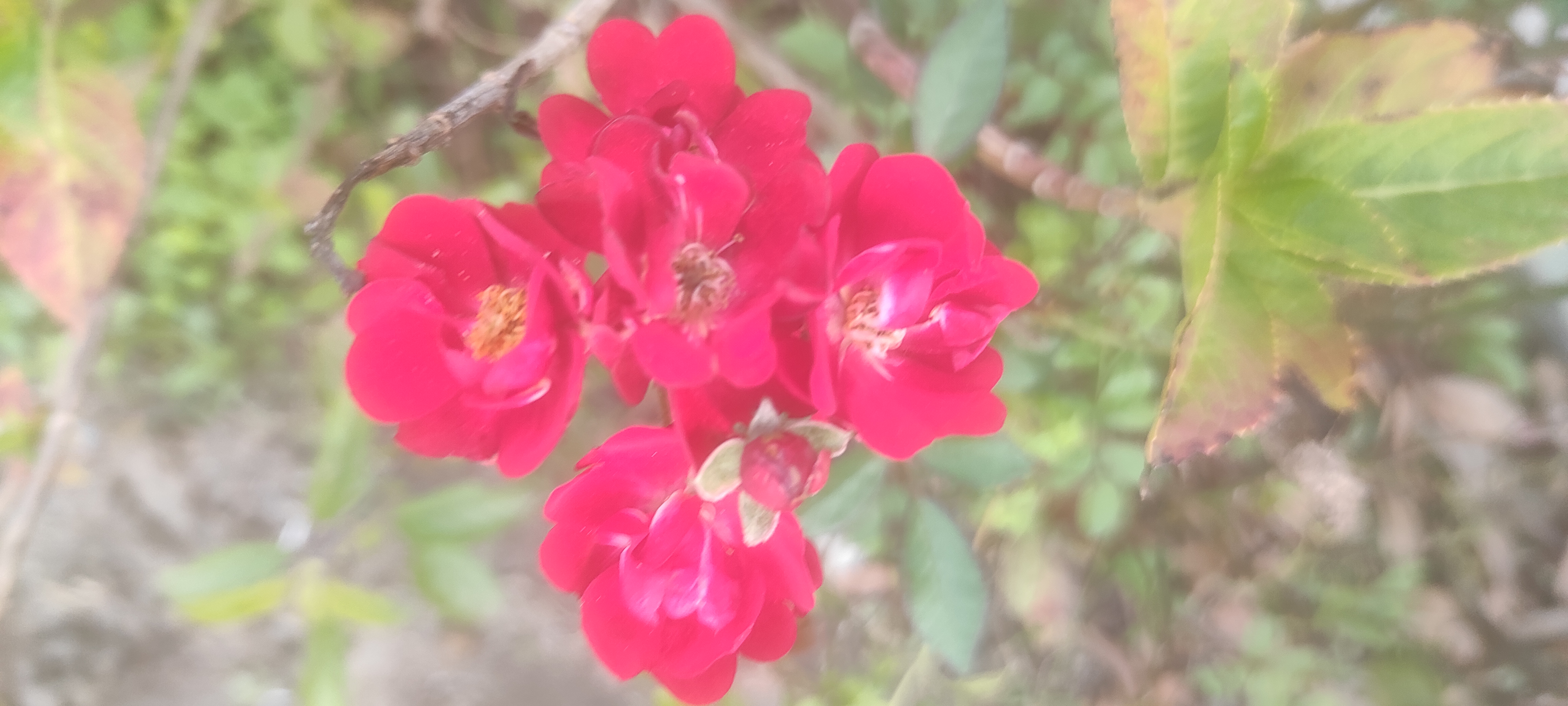 IMG_20220208_154337.jpg