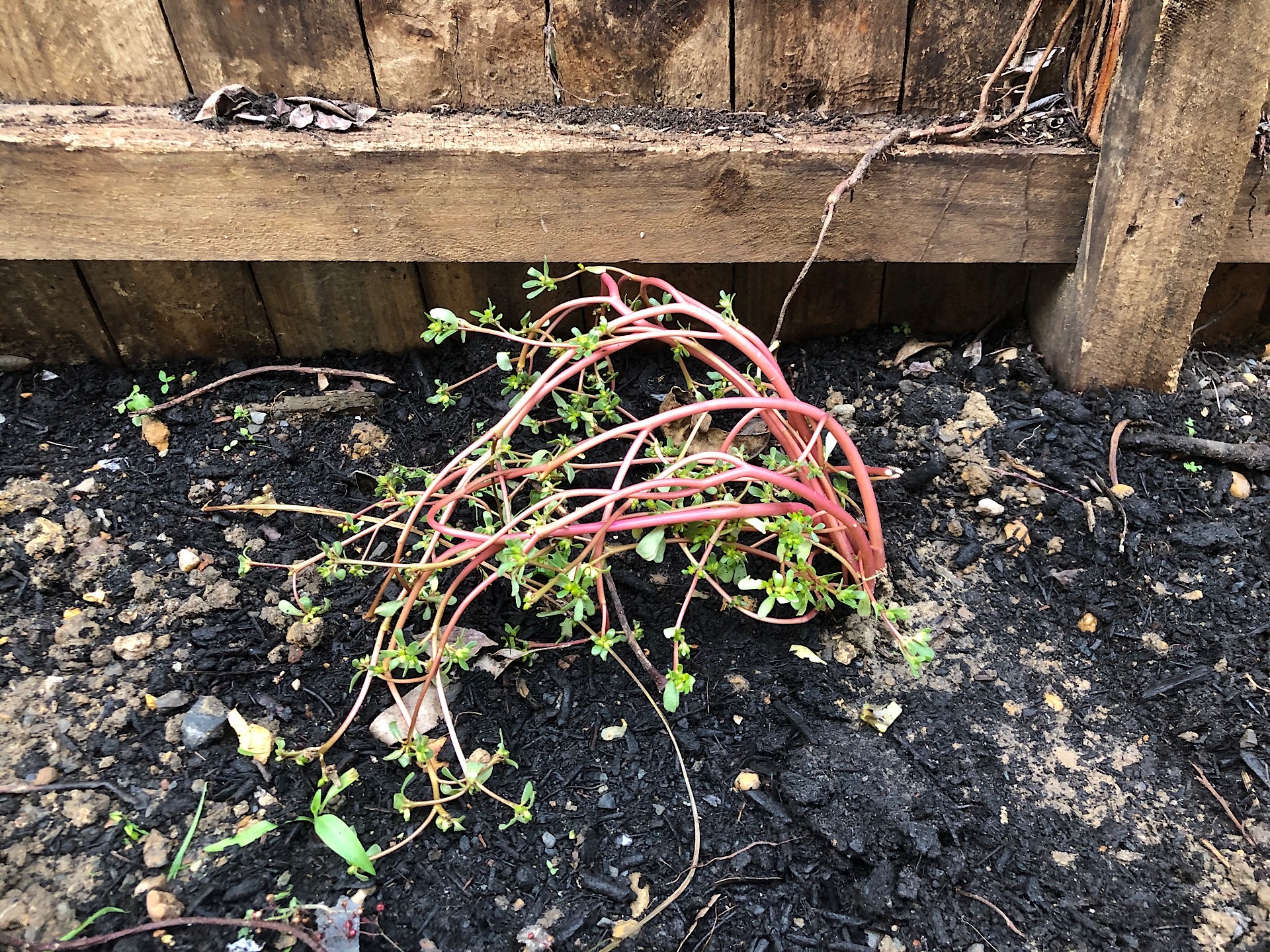 Common Purslane