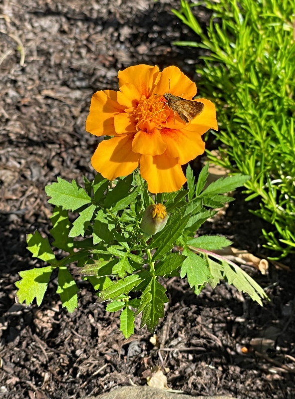 https://images.hive.blog/DQmXEWiVP13yZQG4N7hfuAxCnKhvMBAbNnw84oM8cAbQkpi/hivegarden-flowers-marigold.jpg