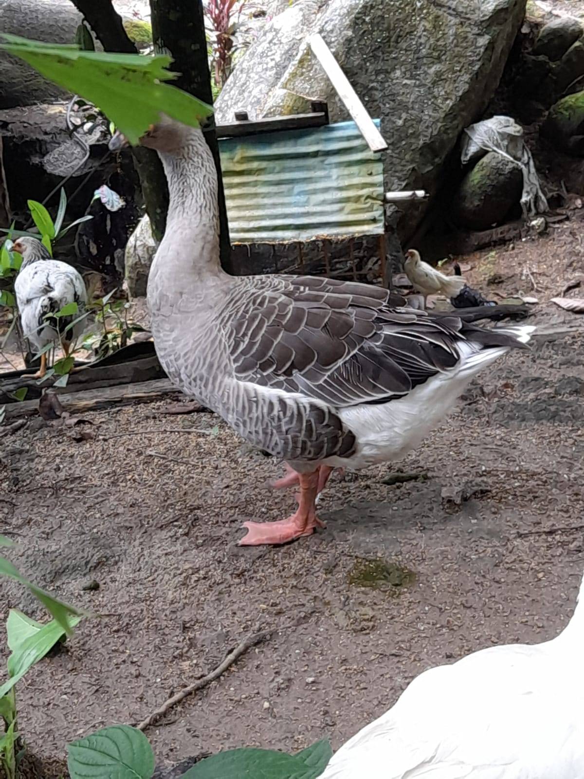 pato.jpg