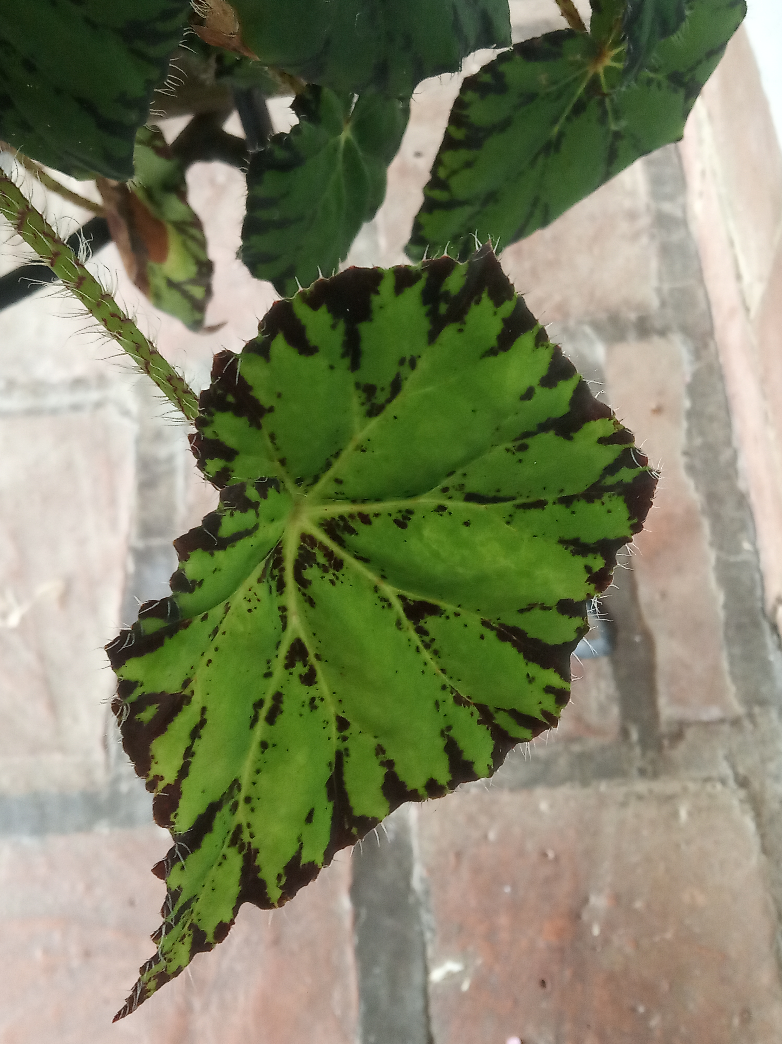 Variegación en Begonia. — Hive