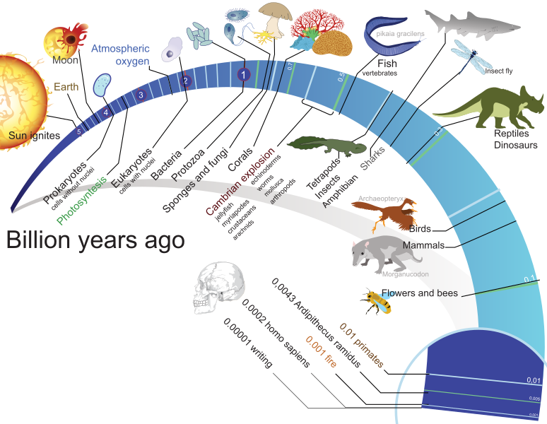 774px-Timeline_evolution_of_life.png