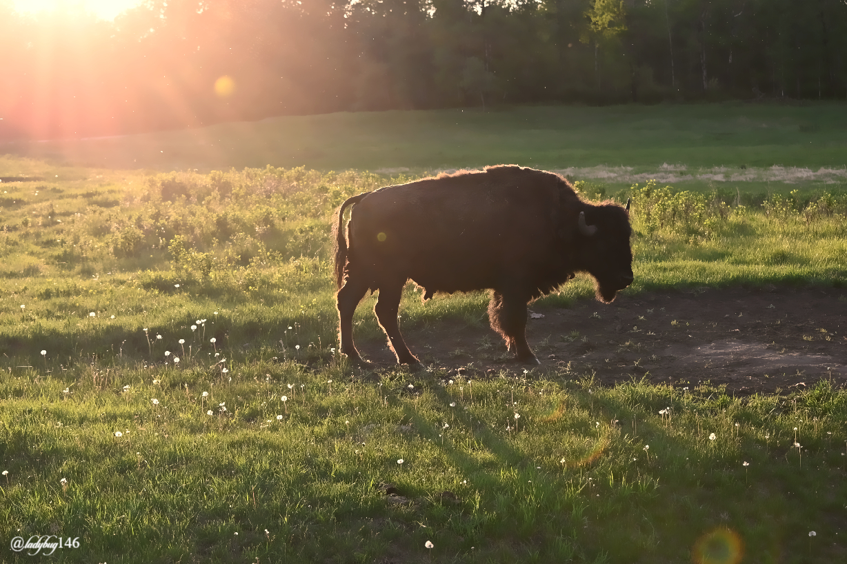 bison (30).jpg