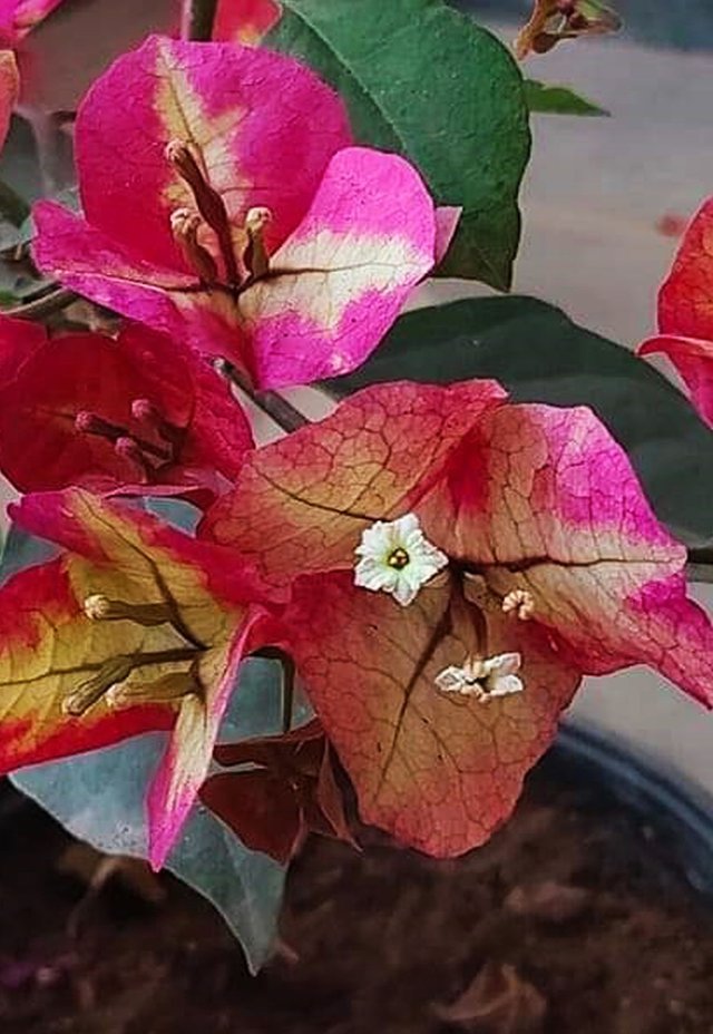 Bougainvillea glabra flower 5.jpg