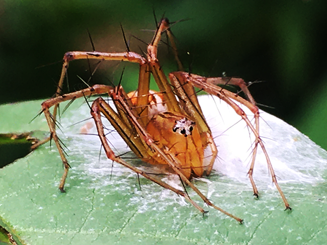 IMG_1167a.png
