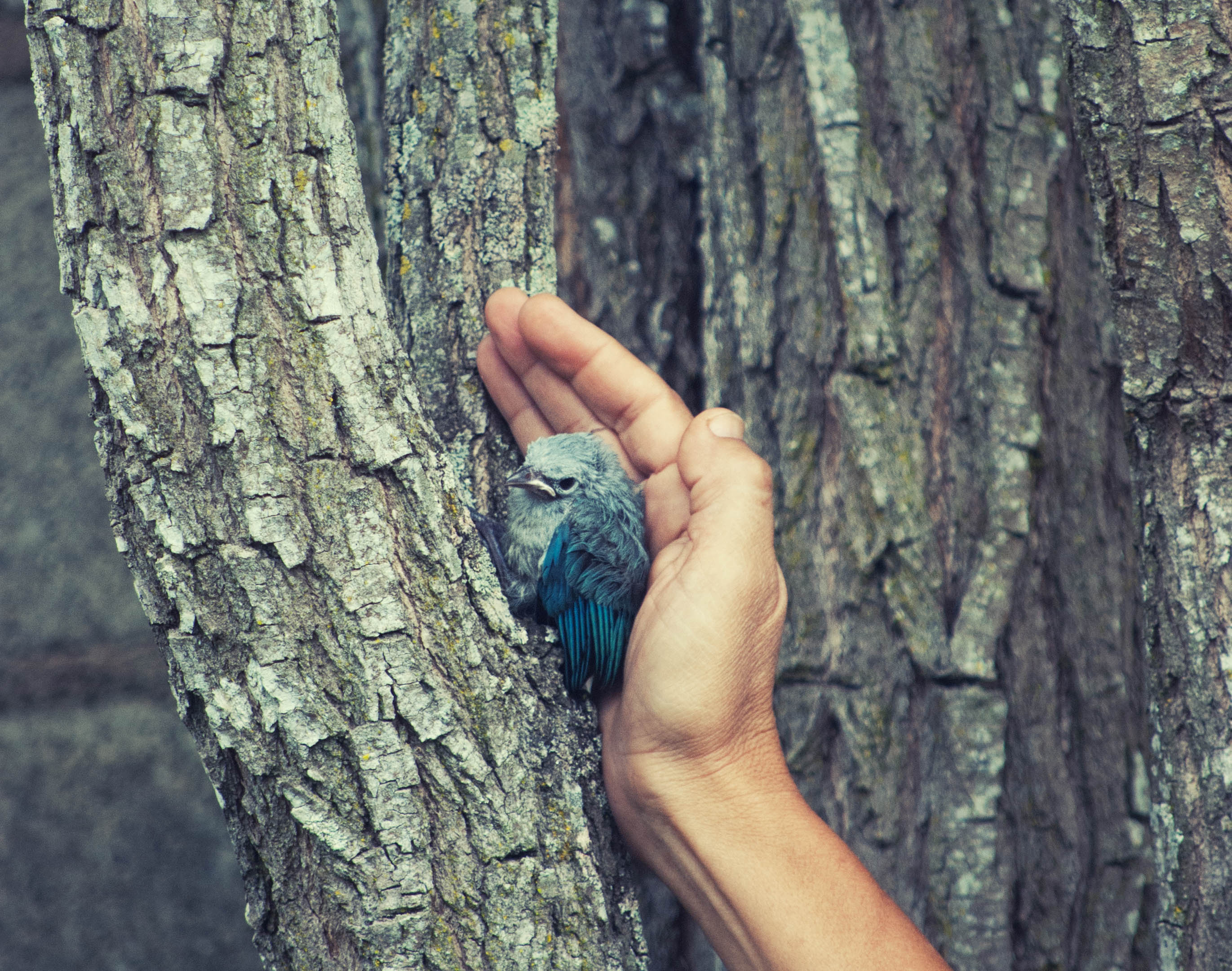 cuidando pajaro.jpg