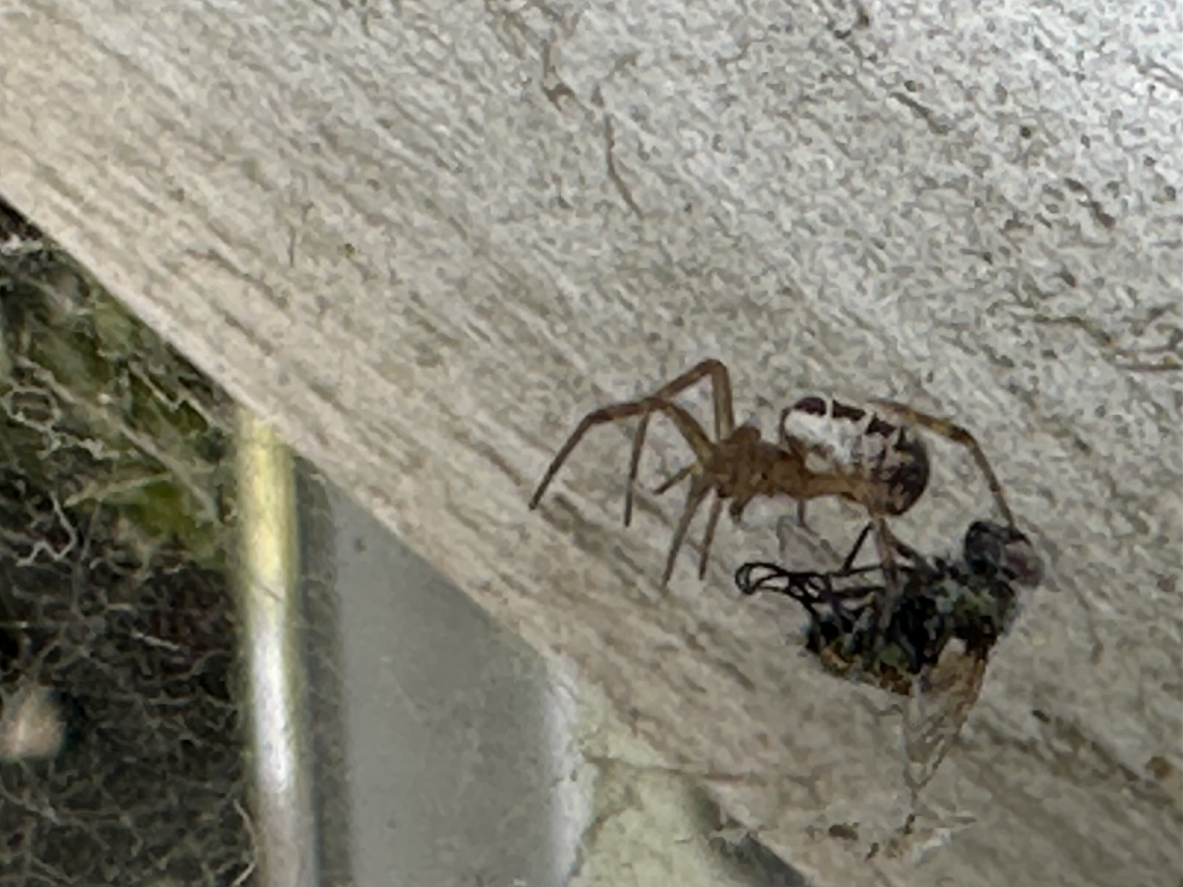 IMG_0045.jpeg