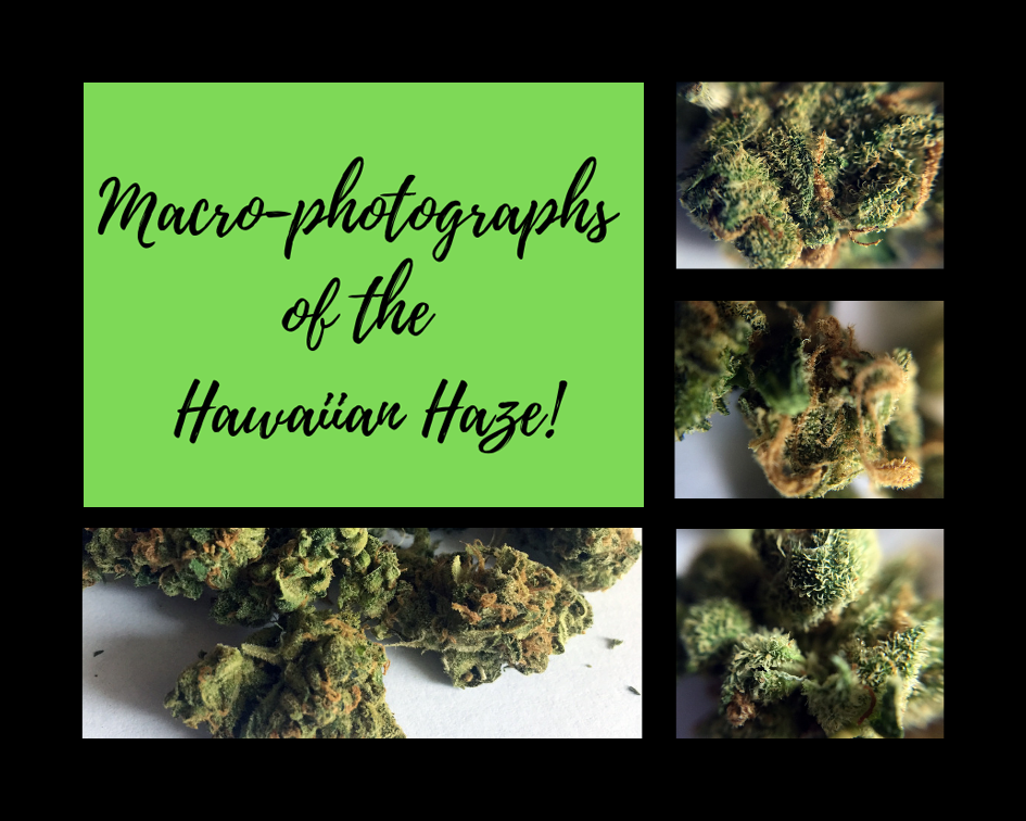 Macro Photos Hawaiian Haze.png