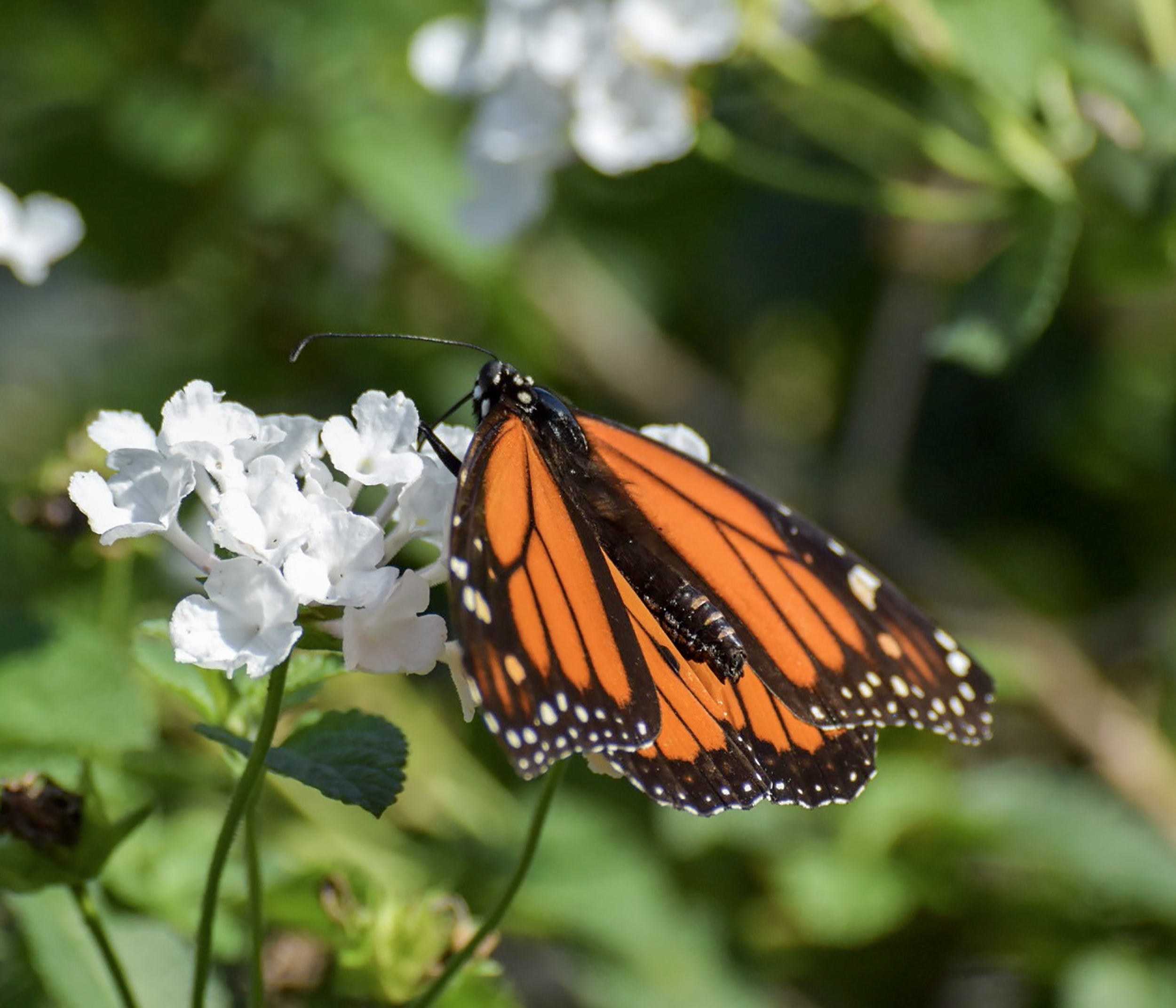 butterfly-2-4.jpg