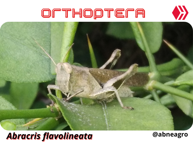 Automeris cf. jucunda (1).png