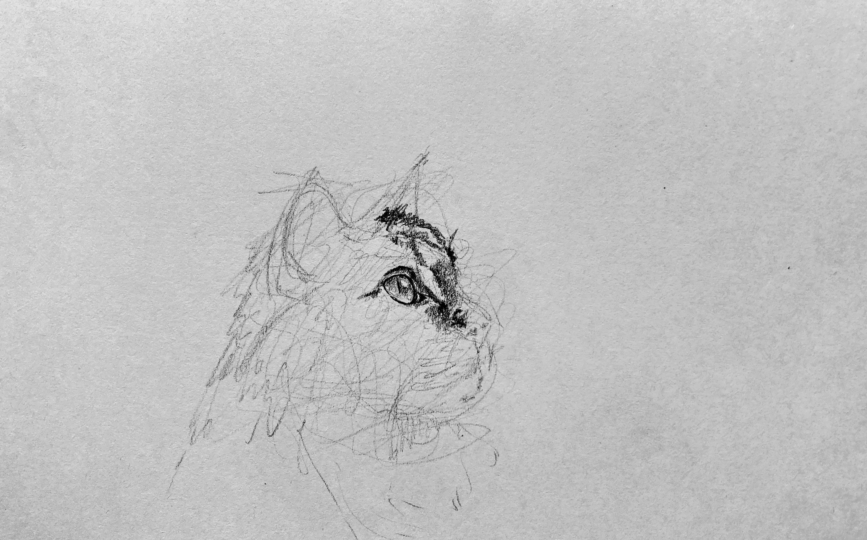 IMG_7257.jpeg