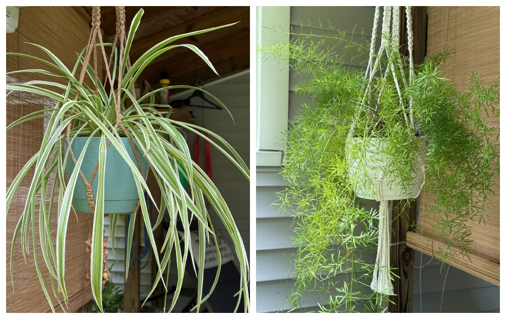 hivegarden-hanging basket-1.jpg