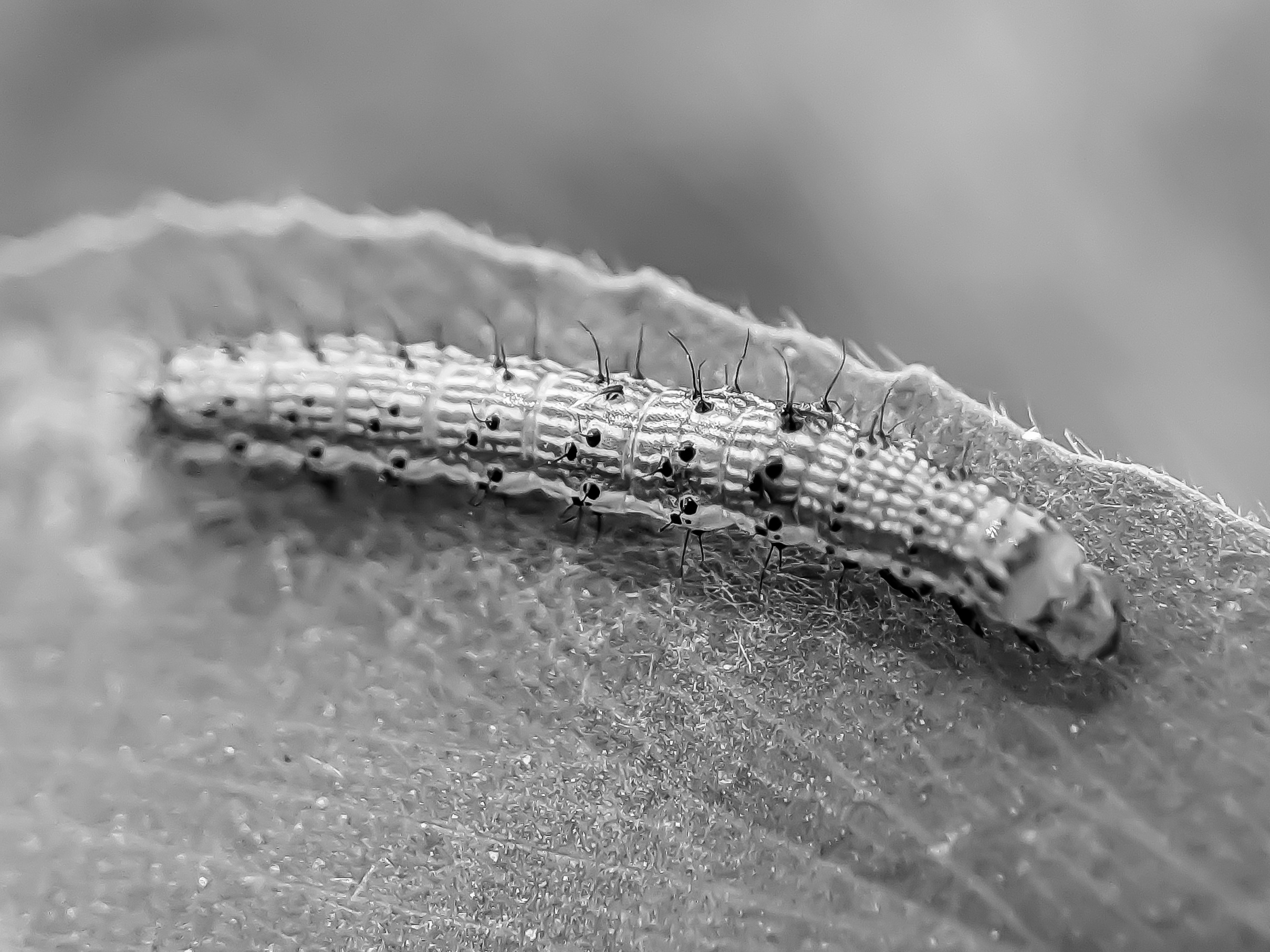 caterpillar (4).jpg
