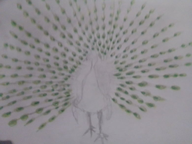 Peacock Drawing with Bit of Watercolour Stock Illustration - Illustration  of animal, bird: 271540978