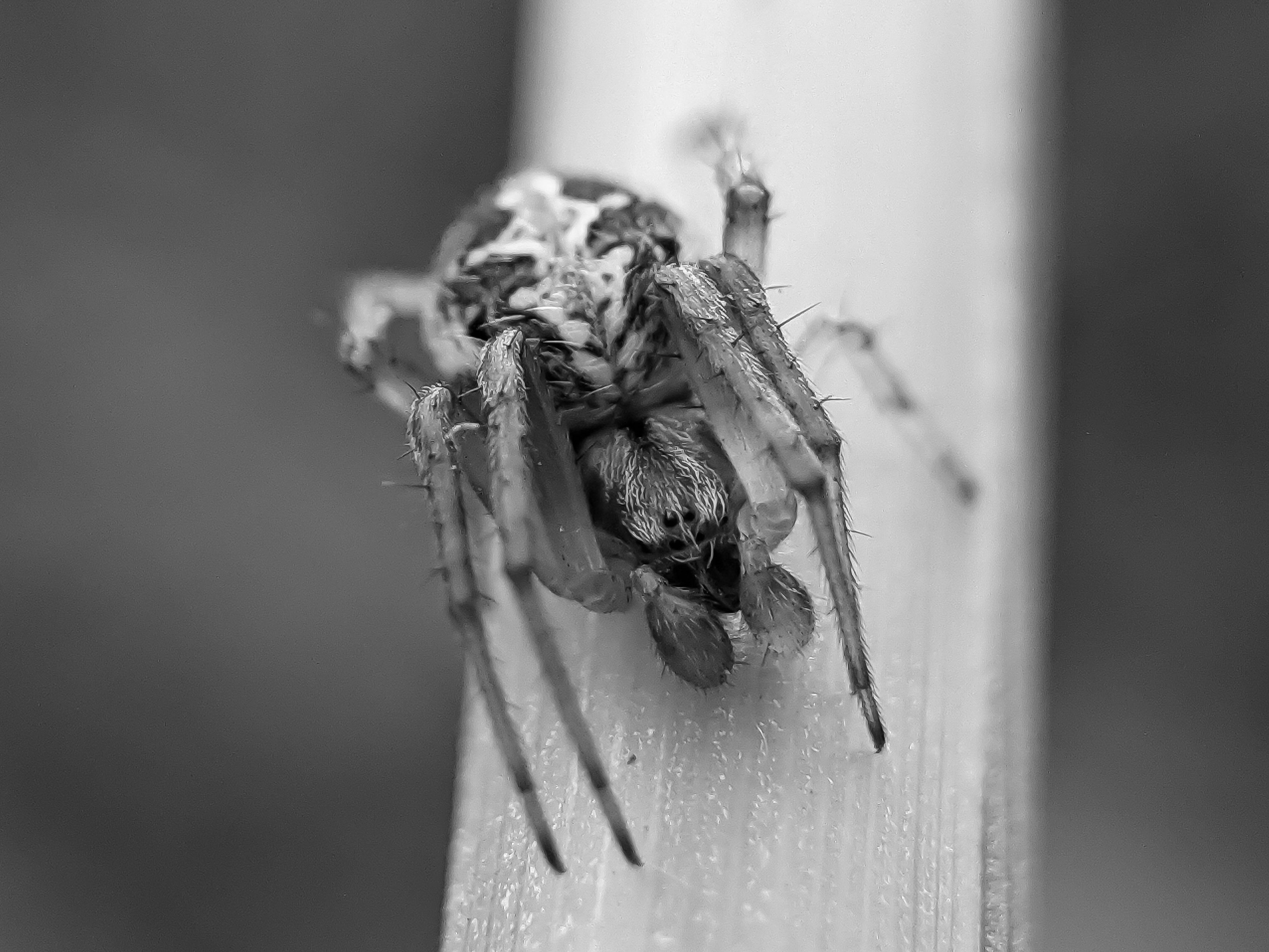 black&white spider (1).jpg