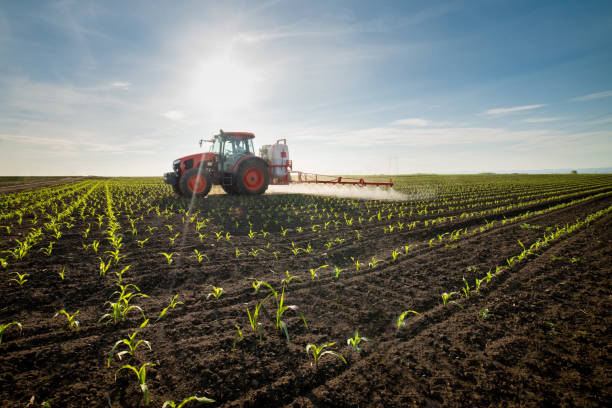 tractor-spraying-young-corn-with-pesticides-picture-id1224290959.jpg