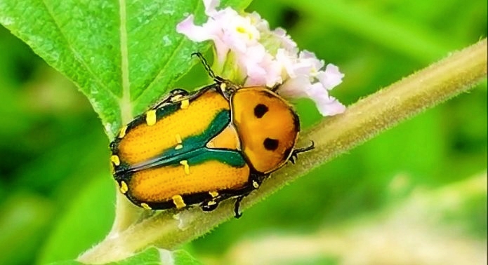 Gametis versicolor.