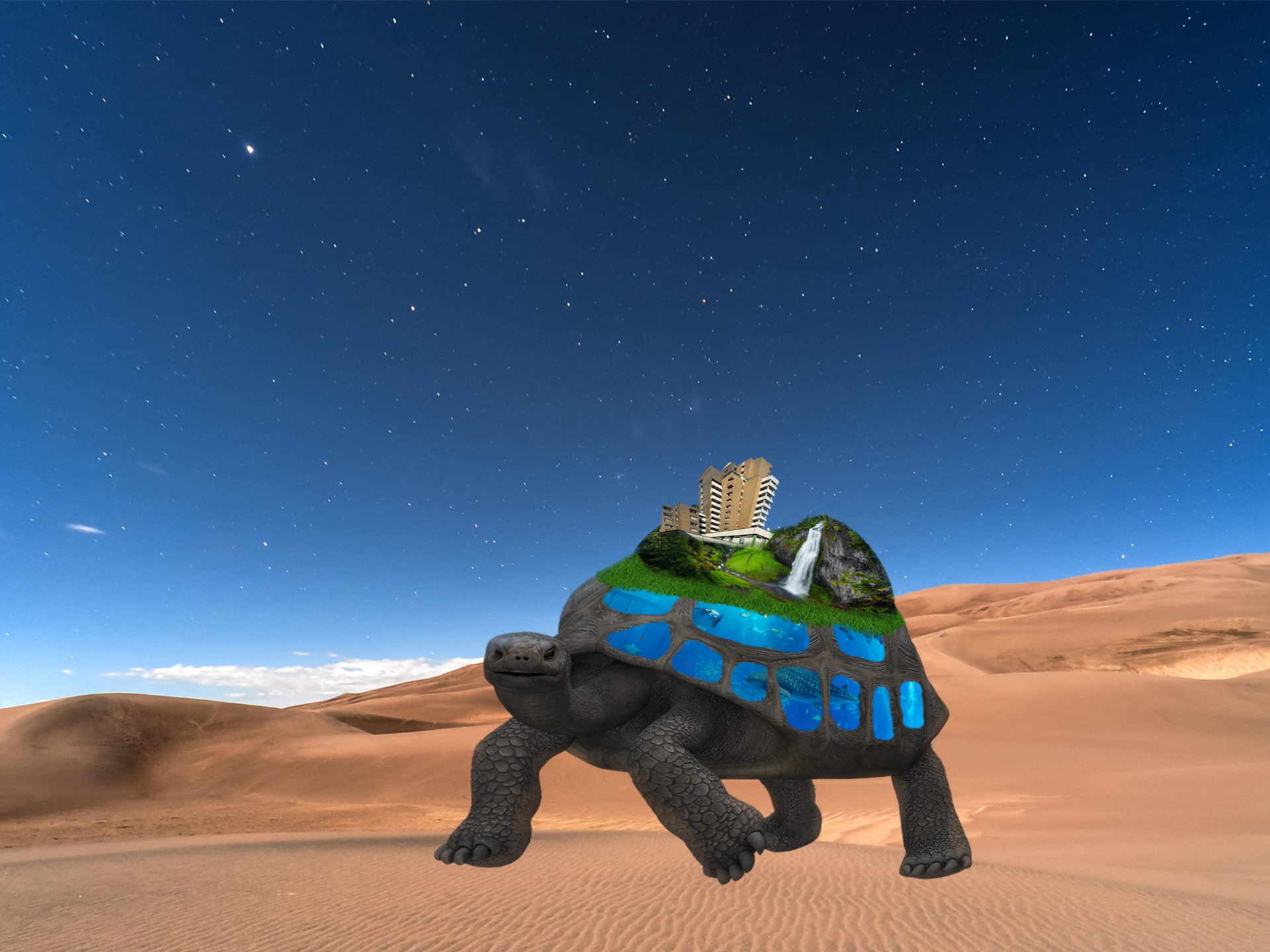 turtle-1519820.jpg