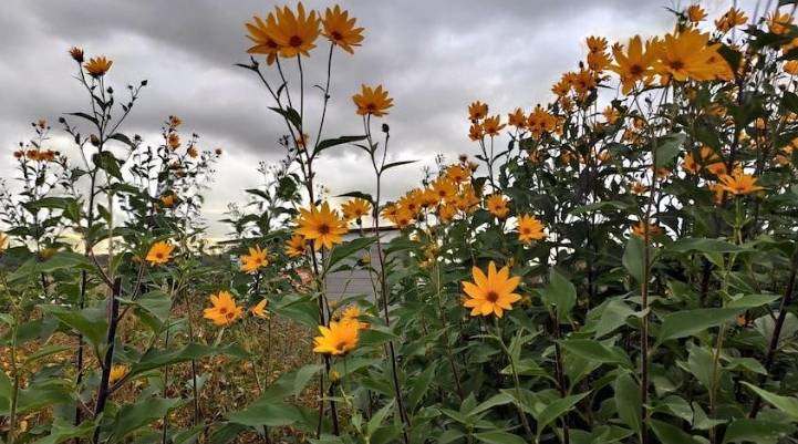 topinambur blume.png