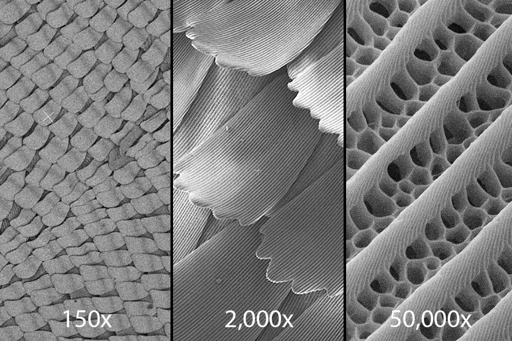 Scanning-Electron-Micrograph-Butterfly-Wing-Scales.jpg