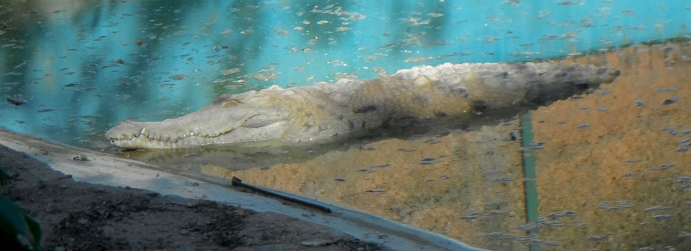 Caimán del Orinoco y caimán de la costa, en el Acuario de Valencia. — Hive