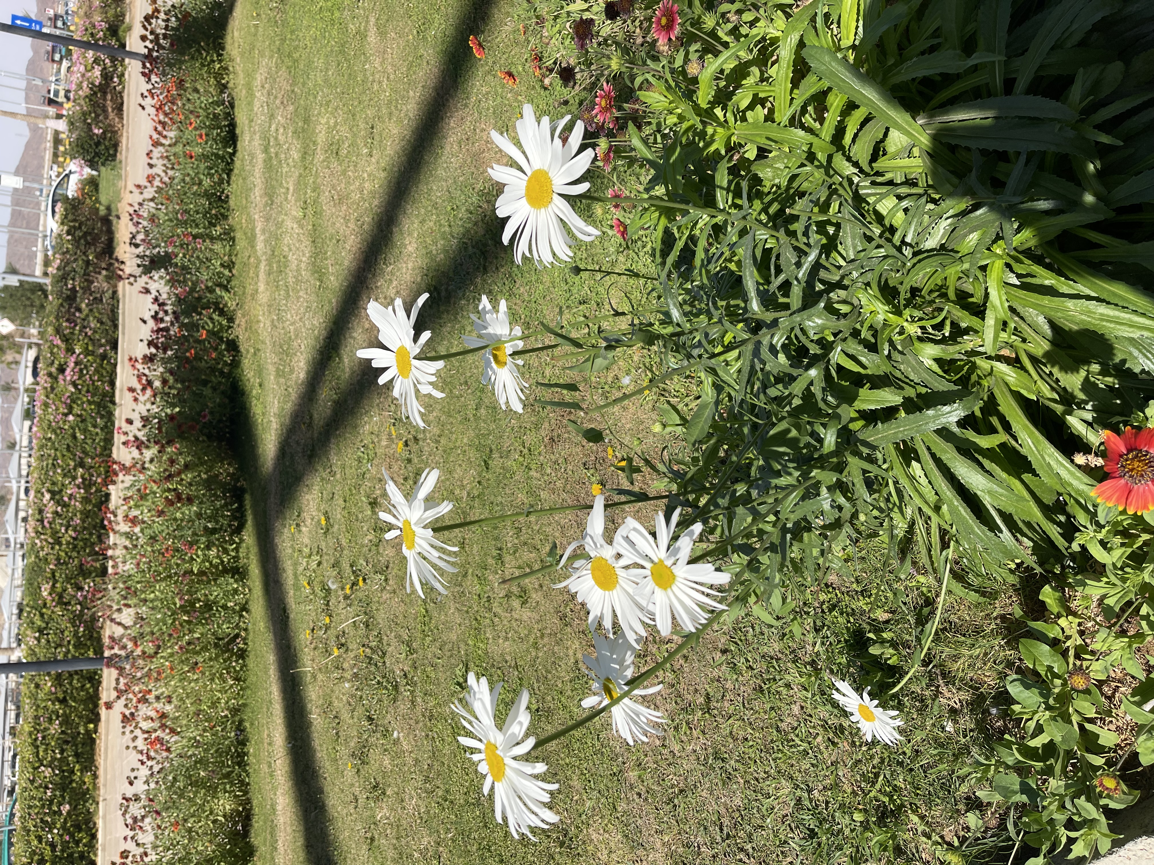 IMG_9480.jpeg