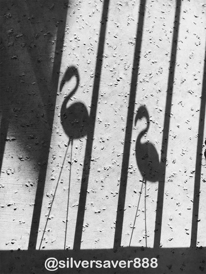 Flamingo ShadowB&W.jpg