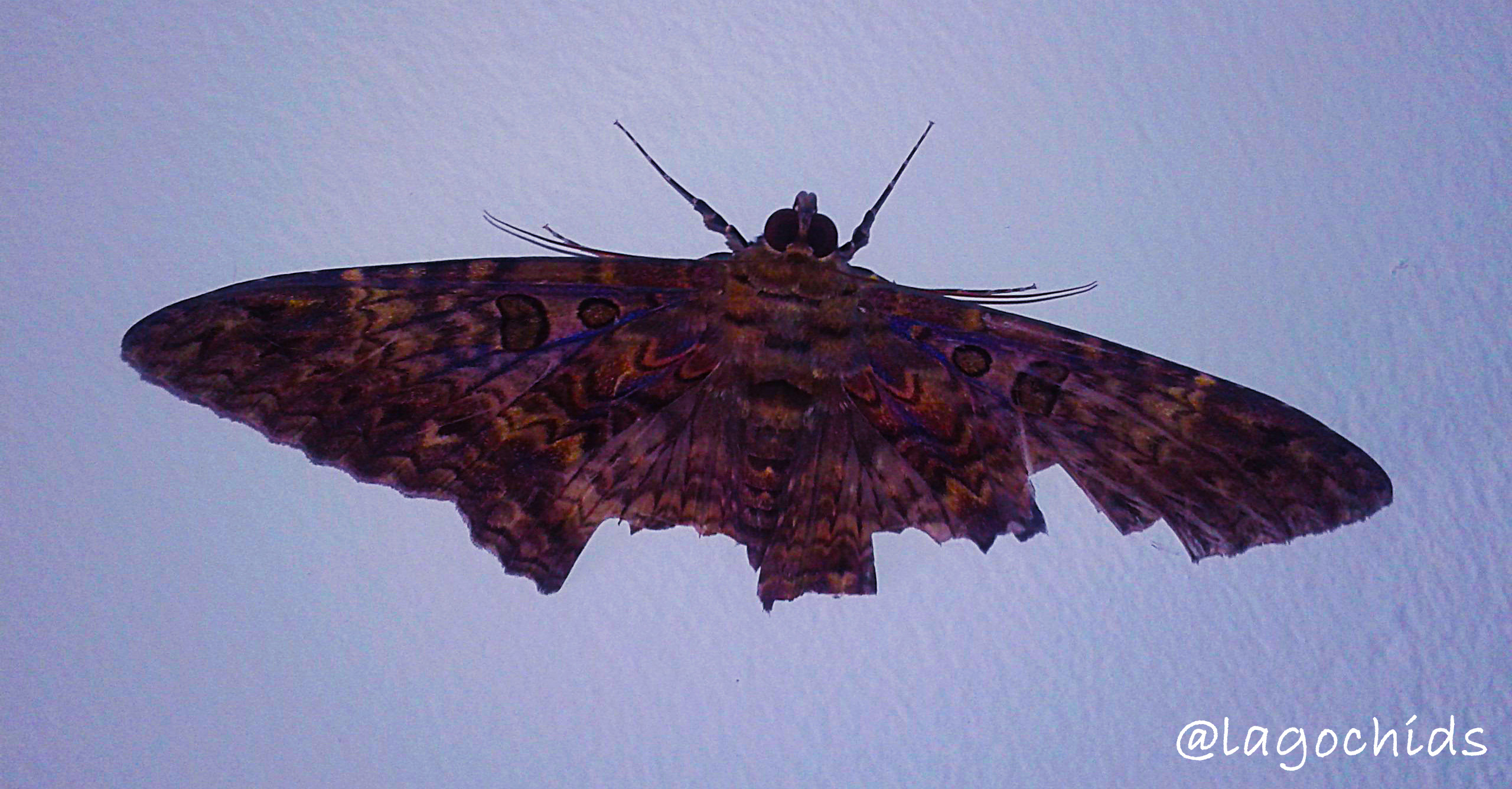 Mariposa 4.jpg