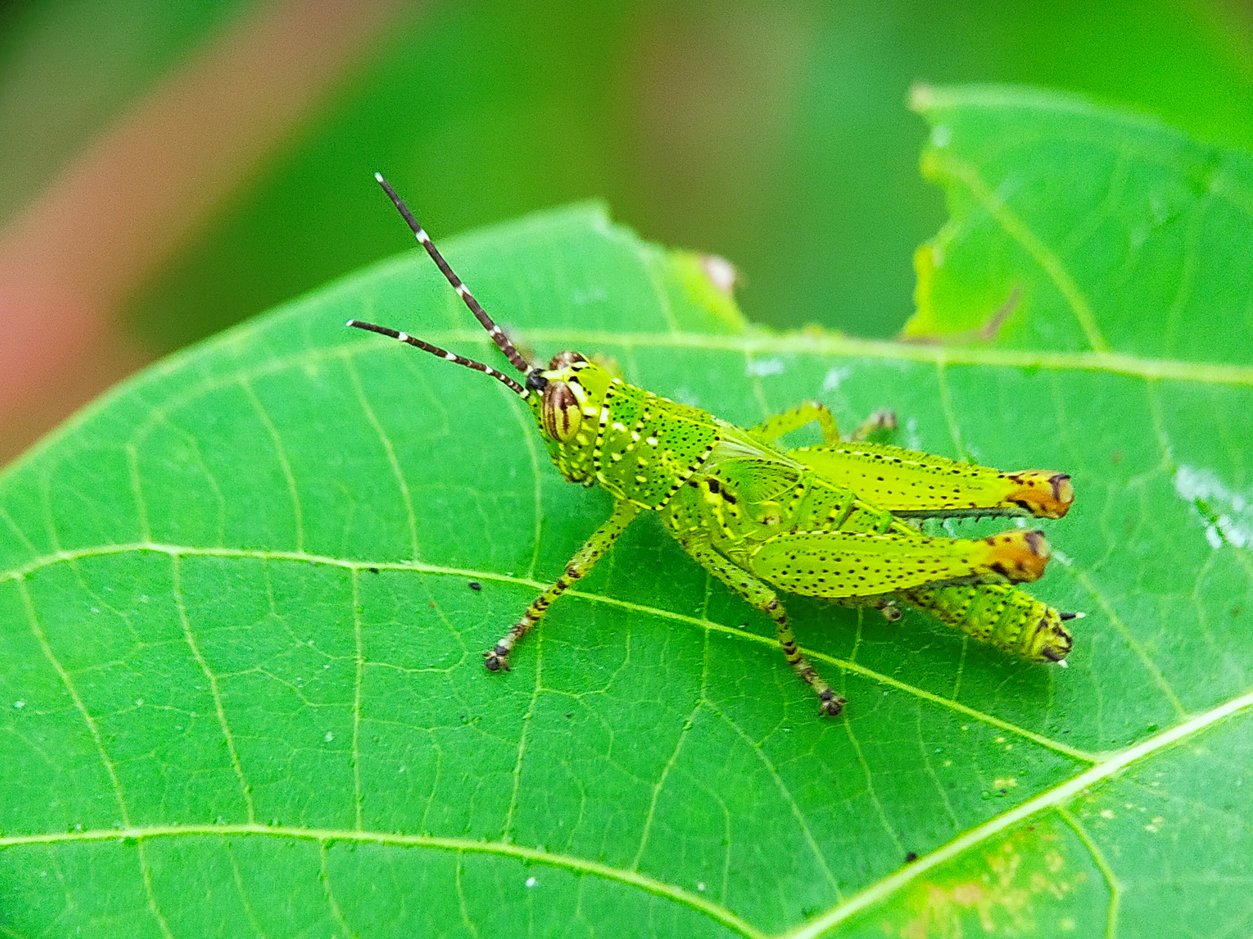 Rice Grasshopper (22).jpg