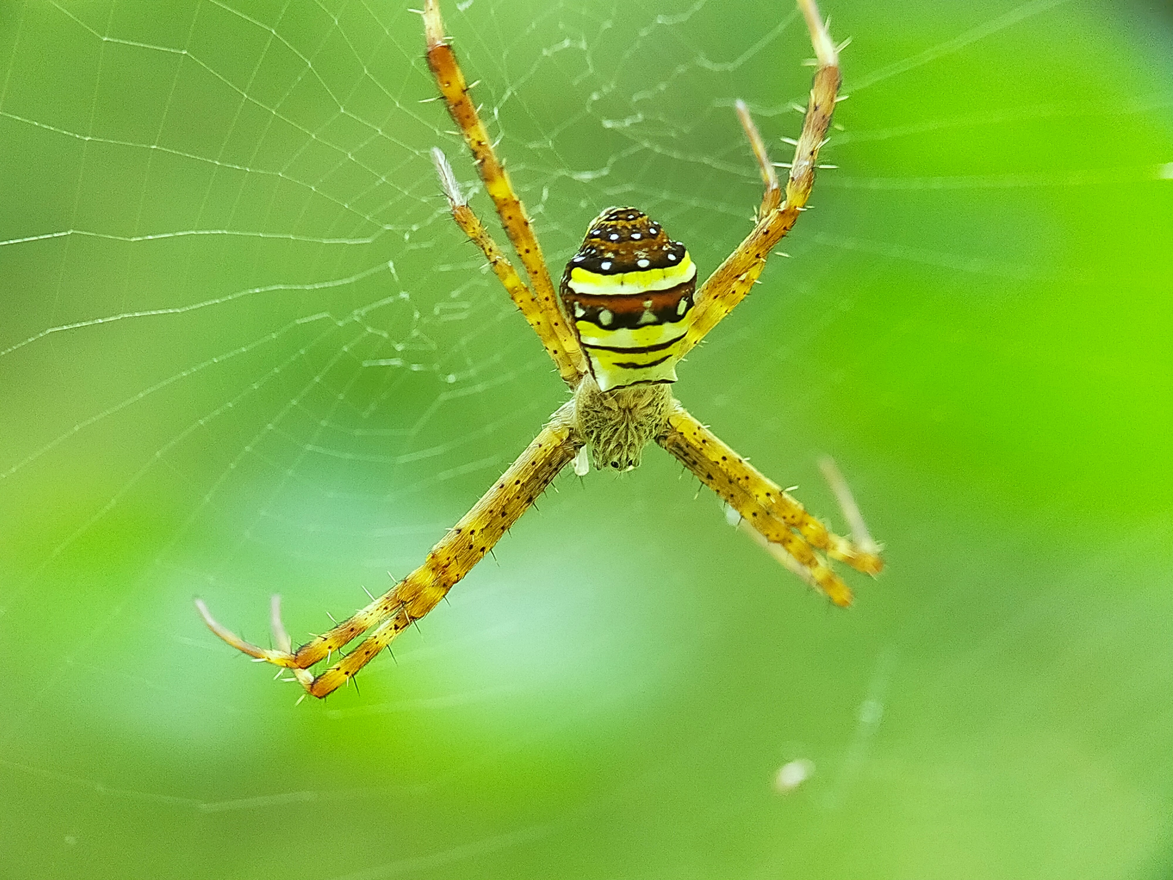 Spider (14).jpg