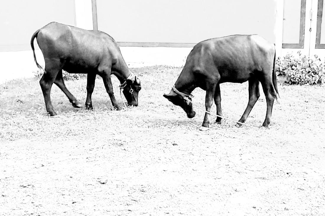 Image_1751025068291~2.jpg