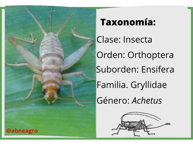 Orden Orthoptera libro.png