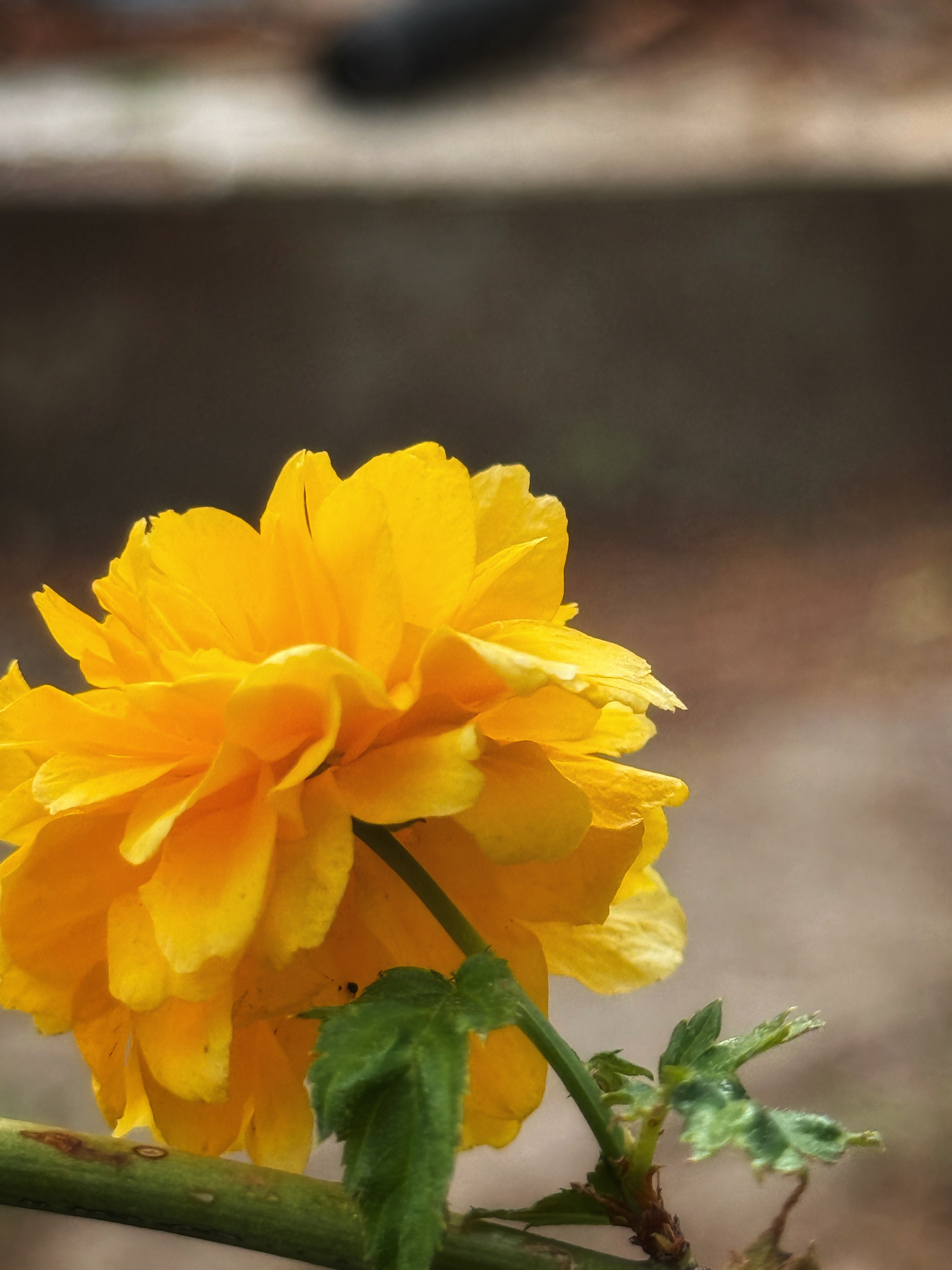 IMG_2615.jpeg