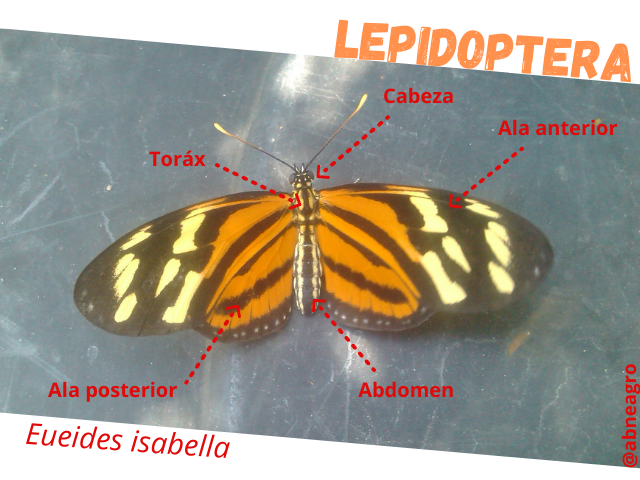 Lepidoptera partes 1.png